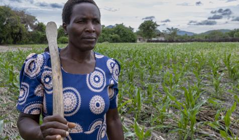 Nyarai holding a gardening tool over her shoulder in her maize farm. She look off in camera into the distance