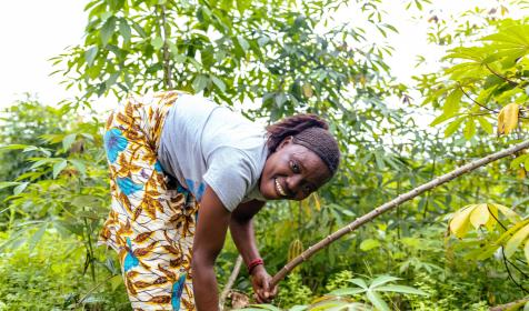 Hawa harvesting cassava root