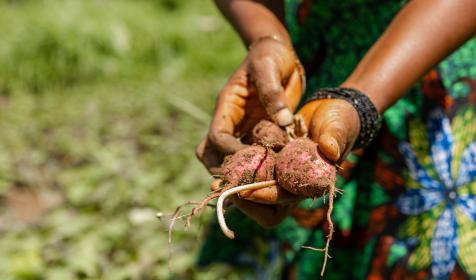 A hand holding a recently harvested sweet potato
