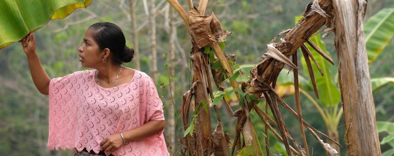 A woman (Amelia) is standing beside her dying banana plant. She is in Guatemala. It should be the rainy season, but due to the climate crisis, the community are experiencing a heatwave and the death of crops.