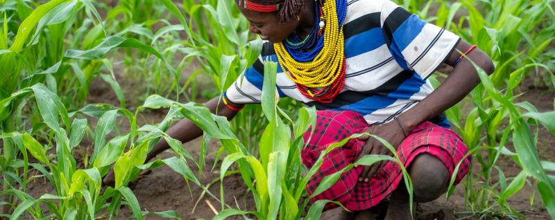Donnay Yirpok crouches among young maize plants, checking the leaves in her field.