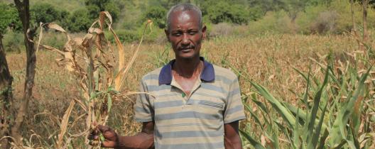 Bidale Phintsire, an agro-pastoralist in Malle woreda, holding dried crops