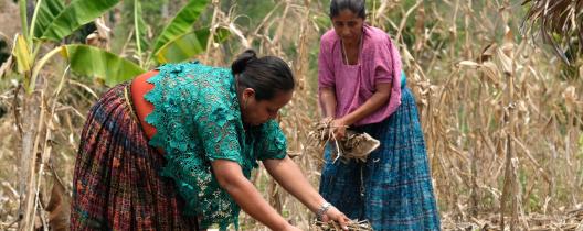 Aurelia (left) and Sofia (right) work in a dry field, gathering dried corn husks and plant debris. Aurelia wears a vibrant green lace blouse and a multicoloured skirt, bending down to collect materials. Sofia, dressed in a pink blouse and a blue skirt, stands behind her, holding dried plants. The field is surrounded by banana trees and cornstalks.