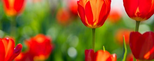 Tulips, close up.